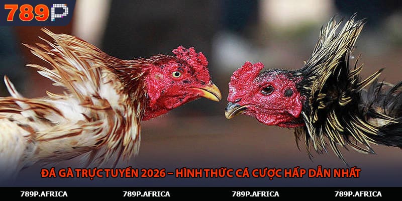 Đá Gà Trực Tuyến 2026 – Hình Thức Cá Cược Hấp Dẫn Nhất