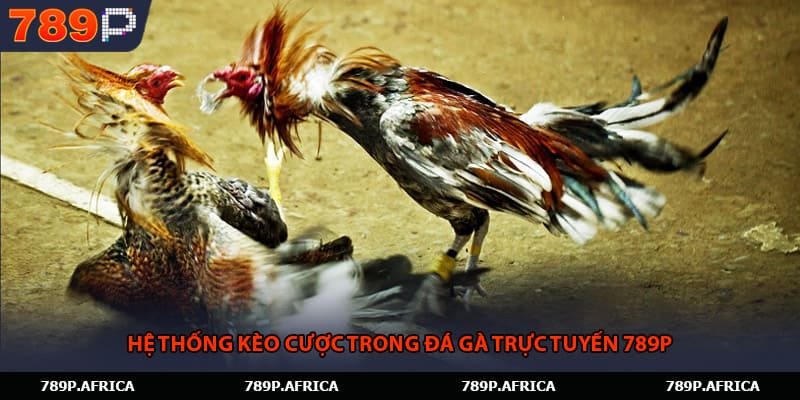 Hệ thống kèo cược trong đá gà trực tuyến 789P