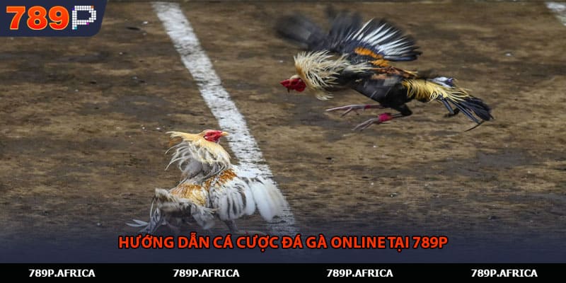 Hướng dẫn cá cược đá gà online tại 789P