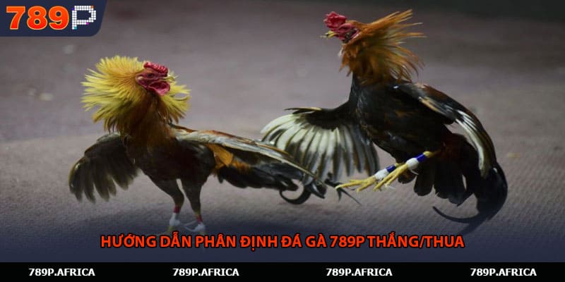 Hướng dẫn phân định đá gà 789P thắng/thua