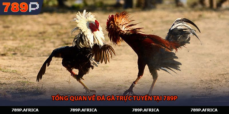 Tổng quan về đá gà trực tuyến tại 789P
