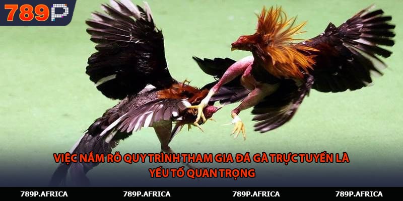 Việc nắm rõ quy trình tham gia đá gà trực tuyến là yếu tố quan trọng